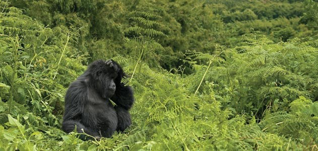 Gorilla Permit Booking